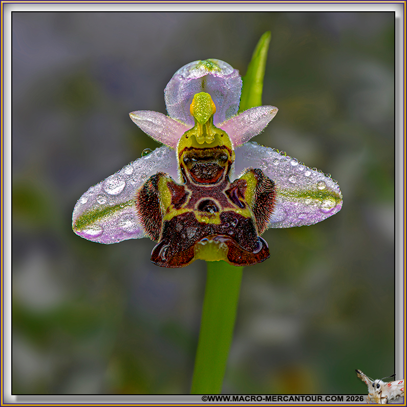Ophrys B&eacute;casse